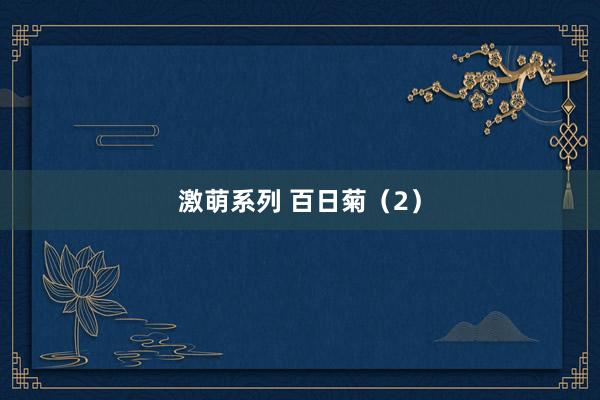 激萌系列 百日菊（2）